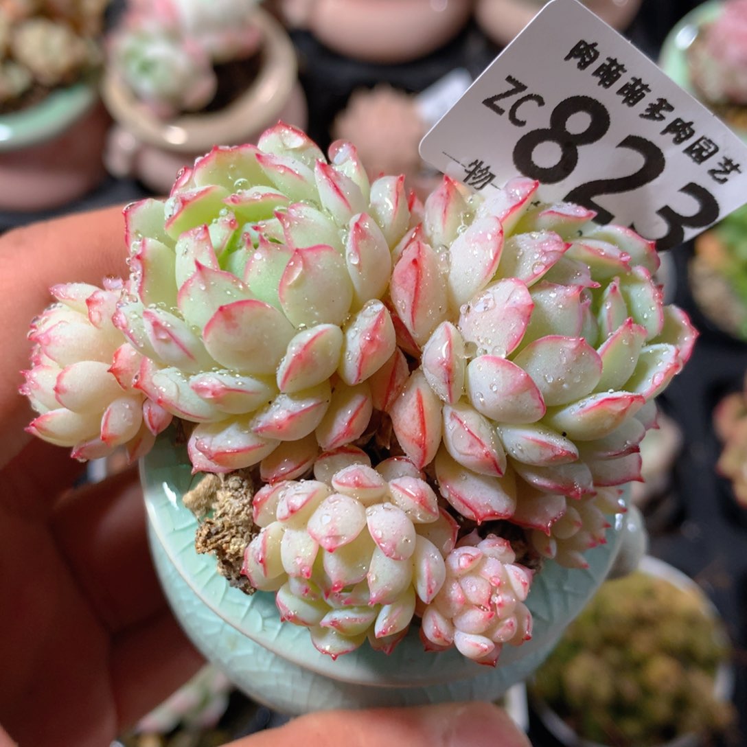 5CM拇指盆精控多肉ZC823