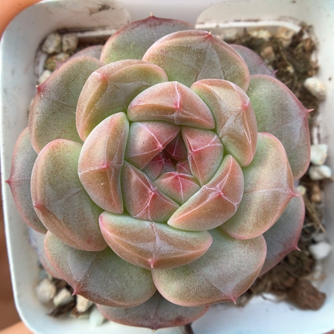 新品梦岚可拍844号。 