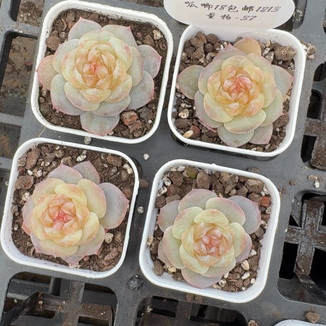 1213-037-冰球一颗量拍