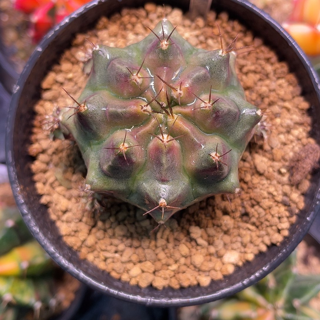 1-254葡萄自根4.2厘米