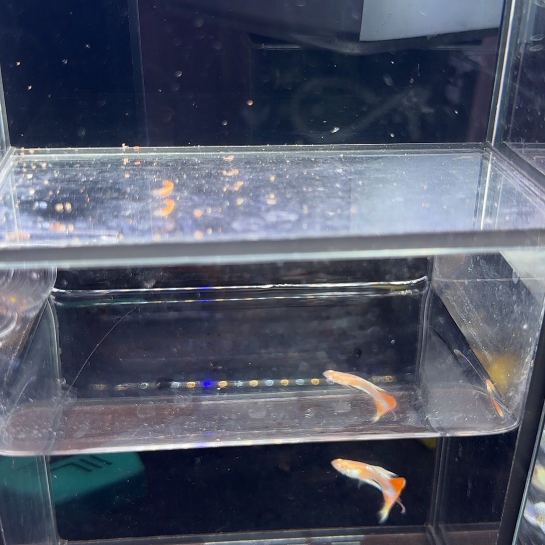 孔雀鱼天使彩虹一对