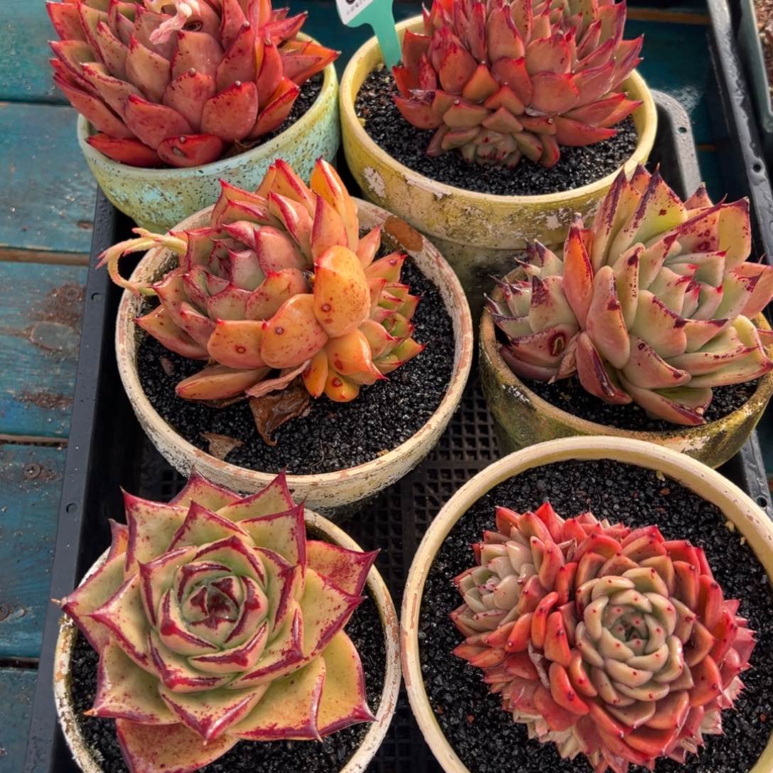 从前慢多肉精选编号0123.59