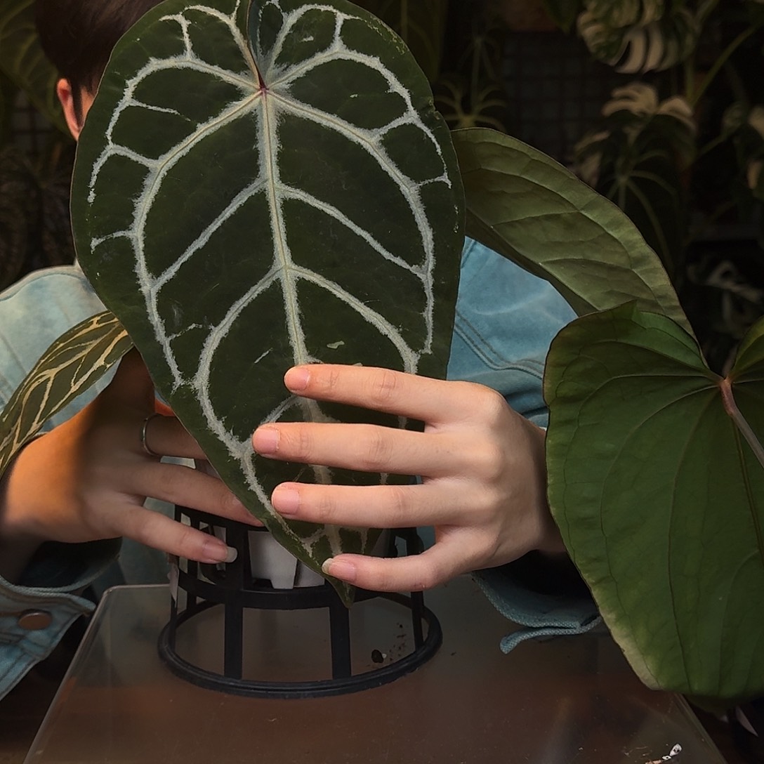 完全开放R17红骑士杂米歇尔