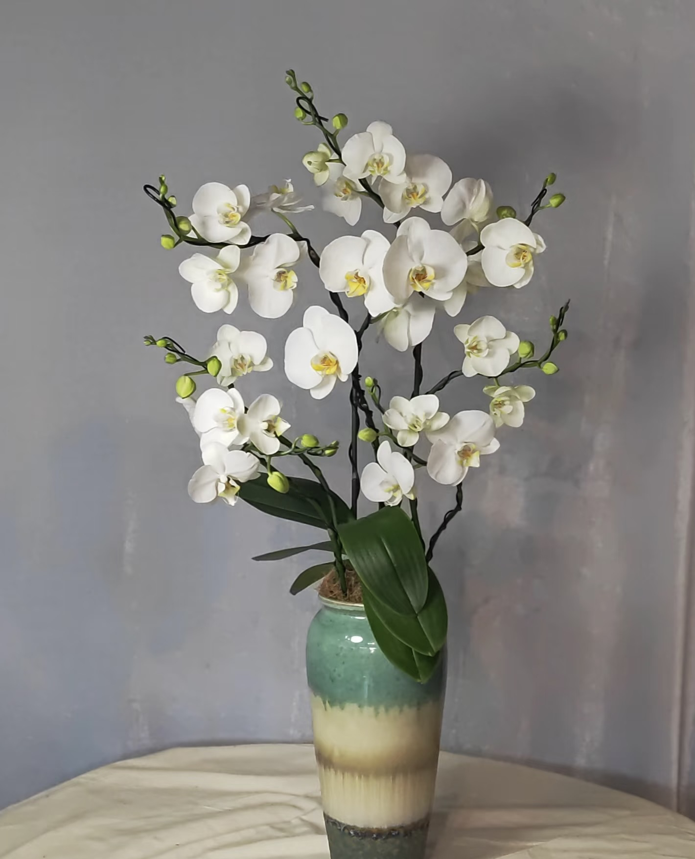 蝴蝶兰【进口根特】多花剑（无花） 白色大花型高端花卉