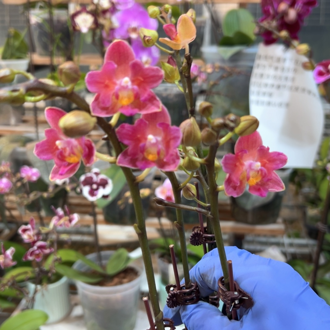 完全开放9008珍宝