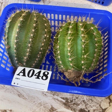 种子苗毛花柱a 048