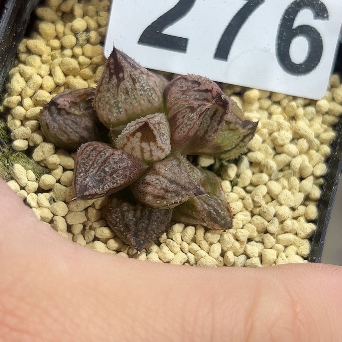 皇妃变异十二卷多肉植物