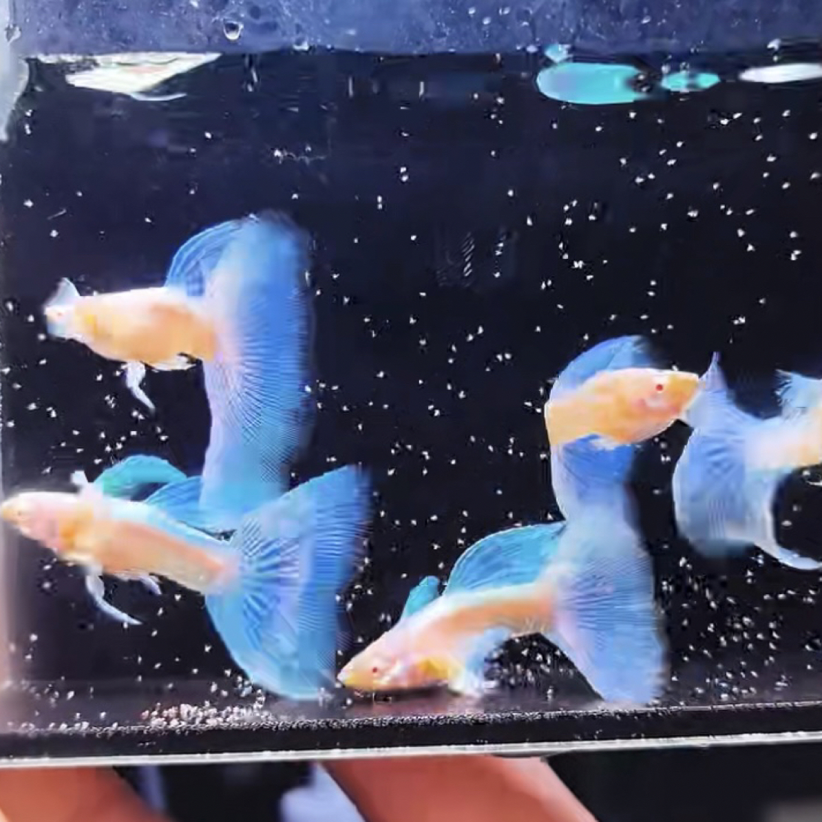 刘波的鱼 孔雀鱼玛丽鱼热带观赏鱼皮实好养颜值高可繁殖