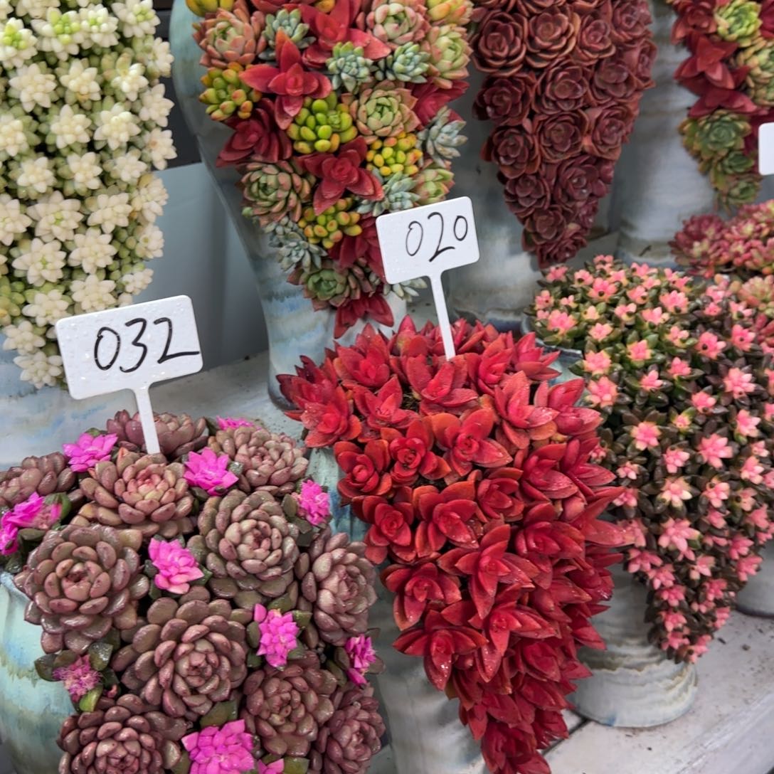 这个是真的020多肉