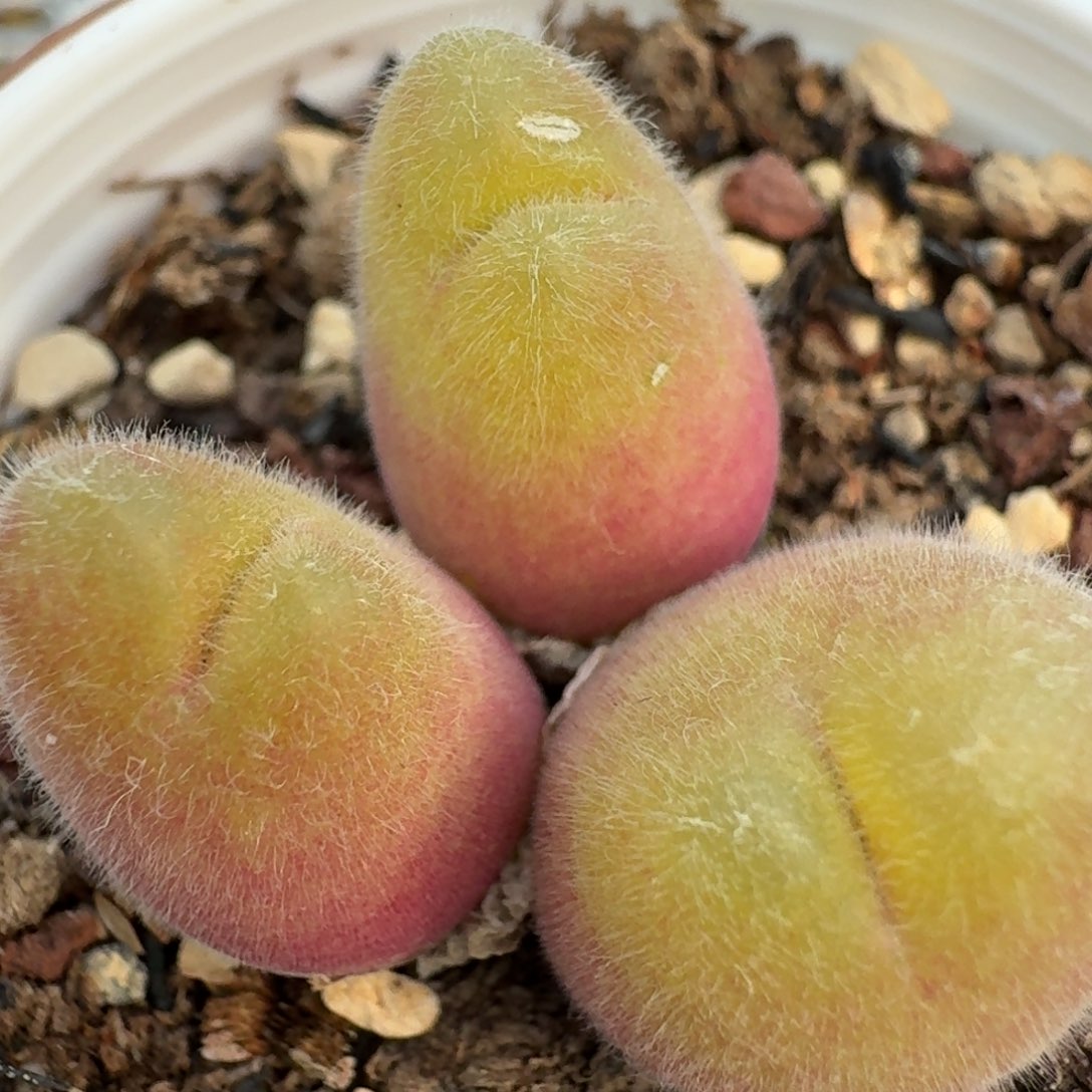 281带盆土发货000000000