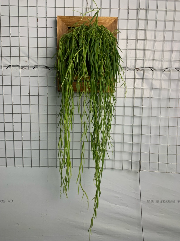 线叶球兰室内耐阴好养植物