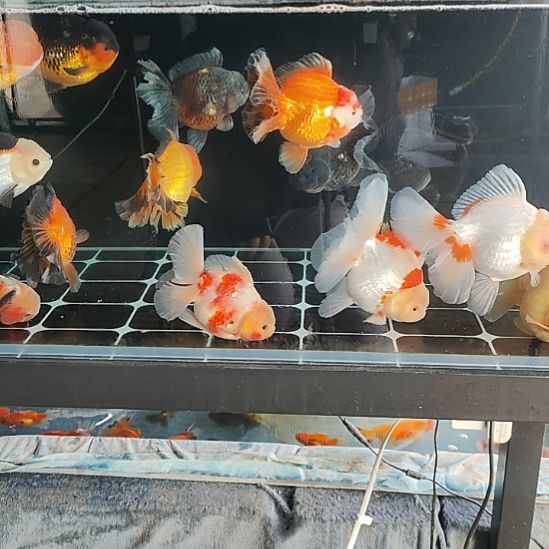 海水鱼渔场福利特价鱼