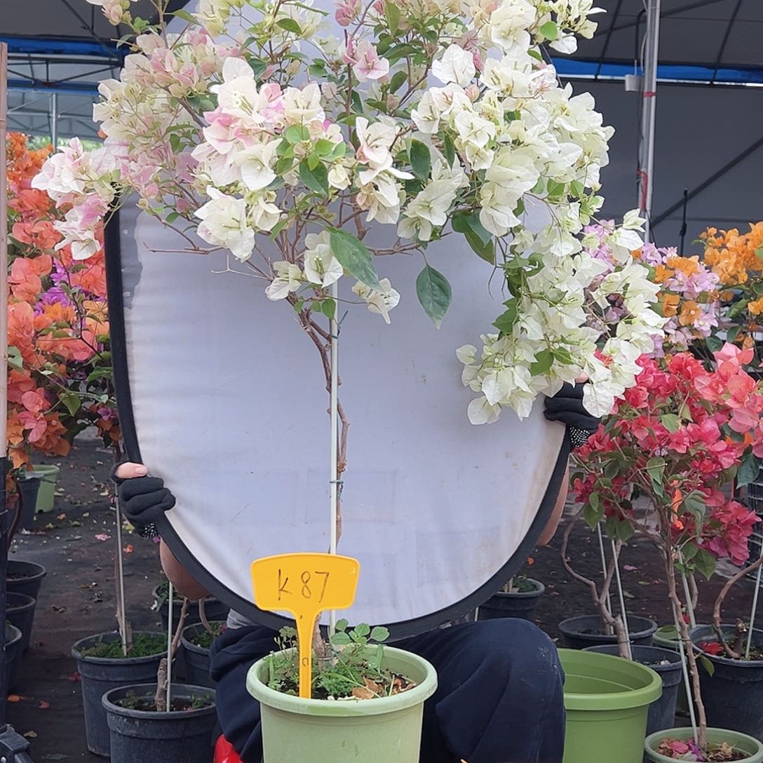 吉***娘大部分花苞少量开放K87广红英