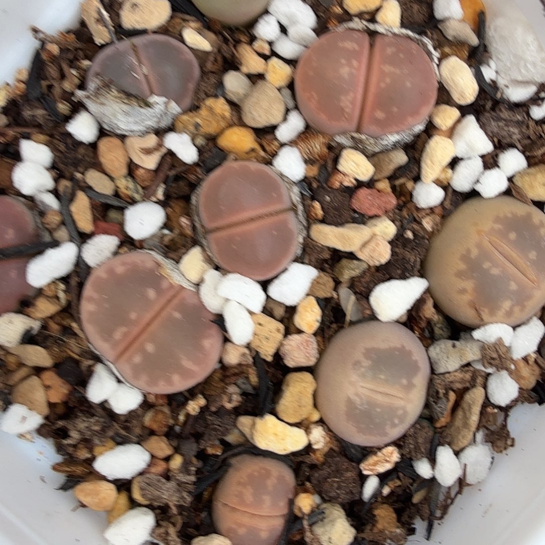 这个点睡一回是为了266你