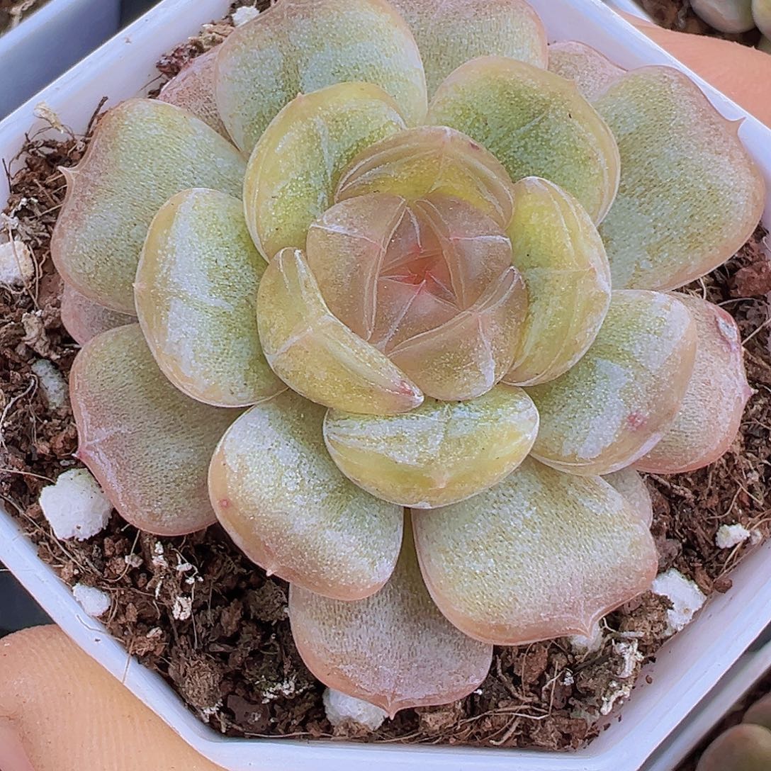 八角盆单头状态白恋