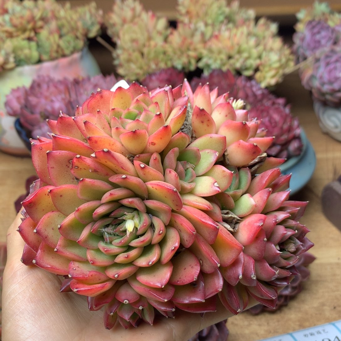 3172杂交精品基地13厘米