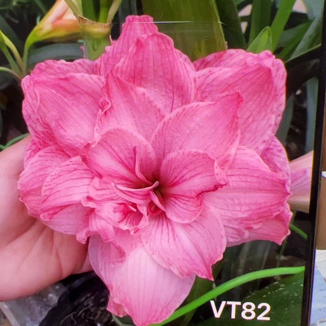 朱顶红vt82拍品2号