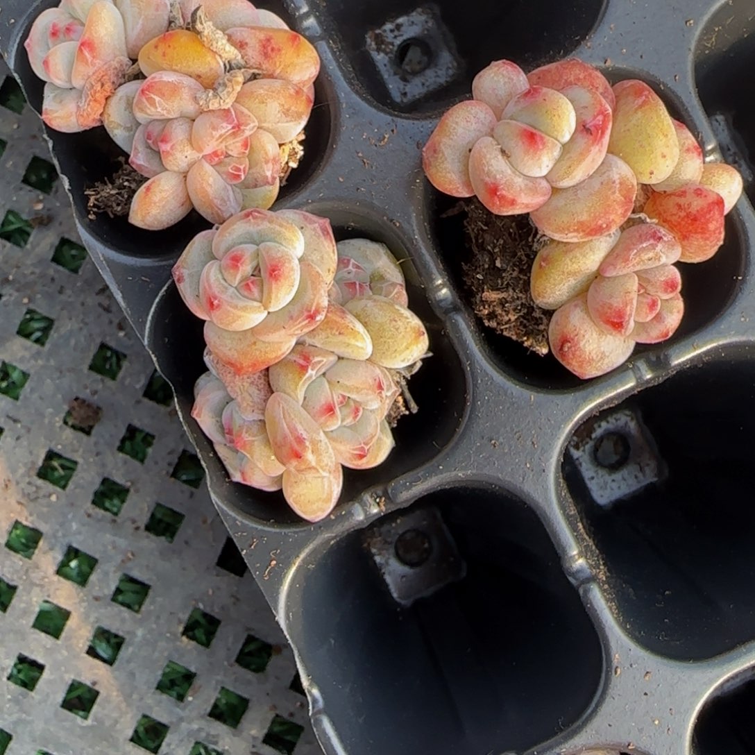 杨***丫小丫的三颗小脸特价