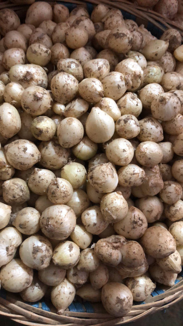 贵州本地农家自种新鲜小蒜（苦蒜）头