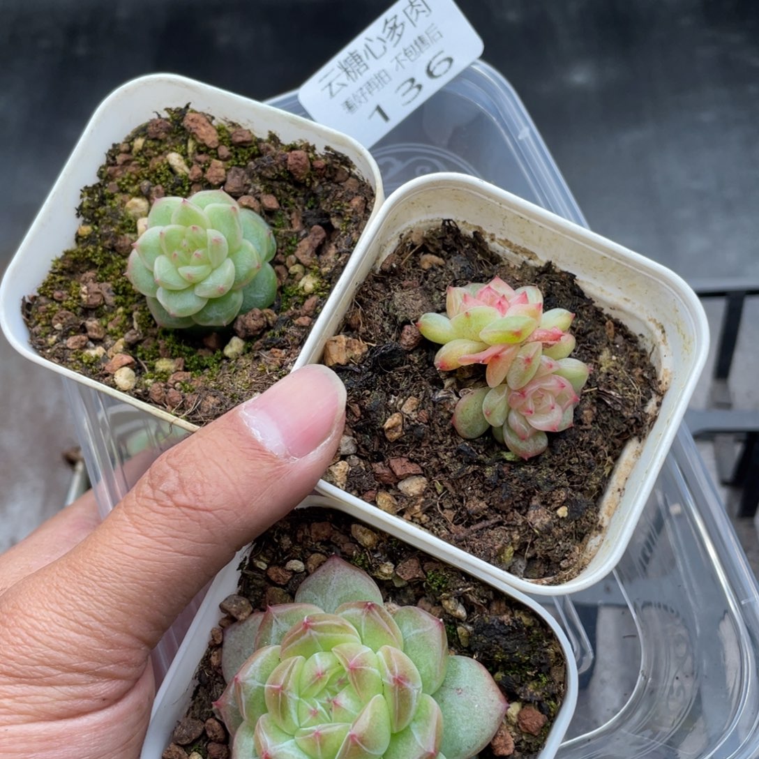 云糖心多肉植物136