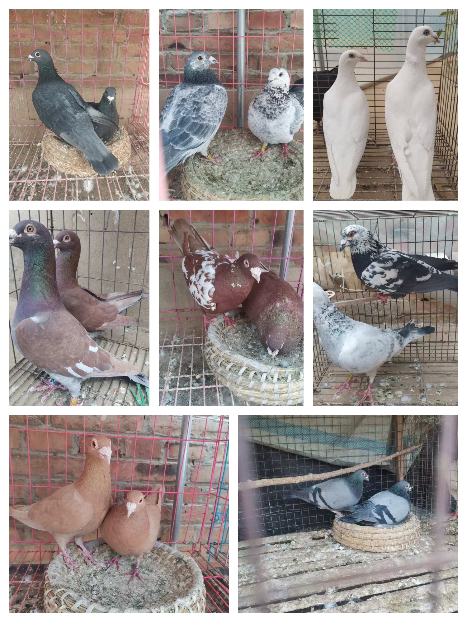 黑色白色黄色红色花色各种异色鸽的活体图片