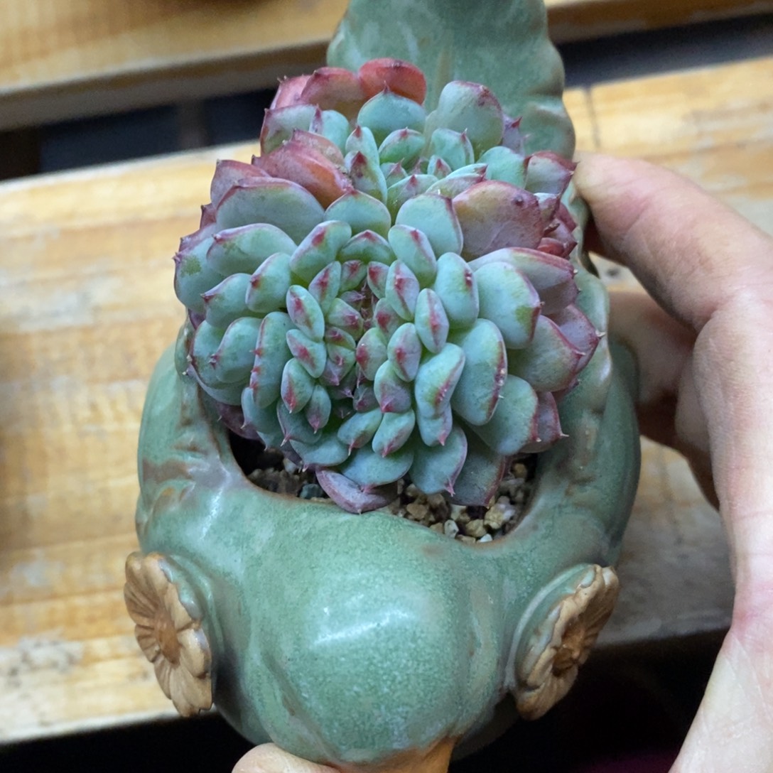 精品多肉一物一拍不包整172