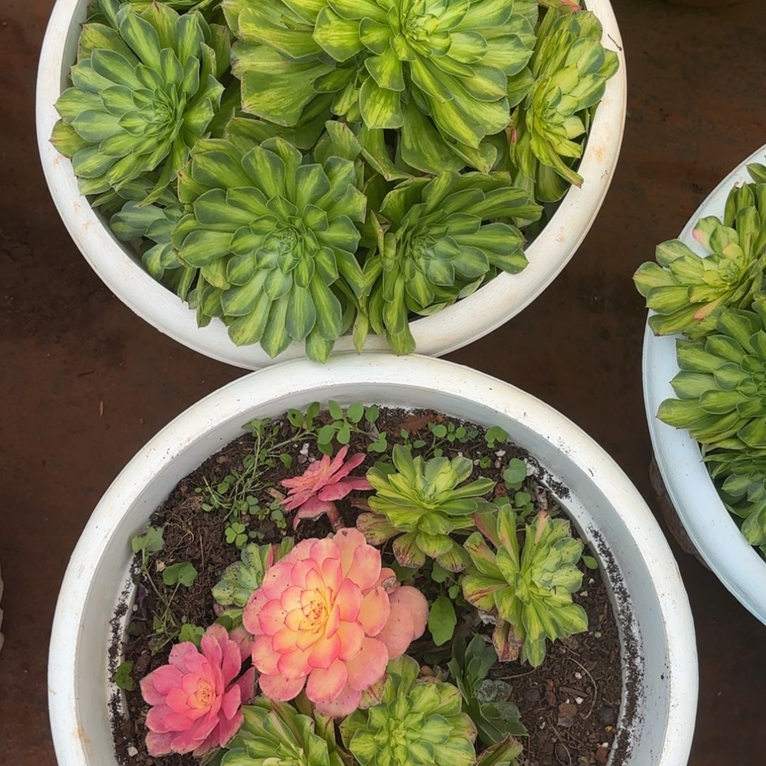 云南多肉植物知否