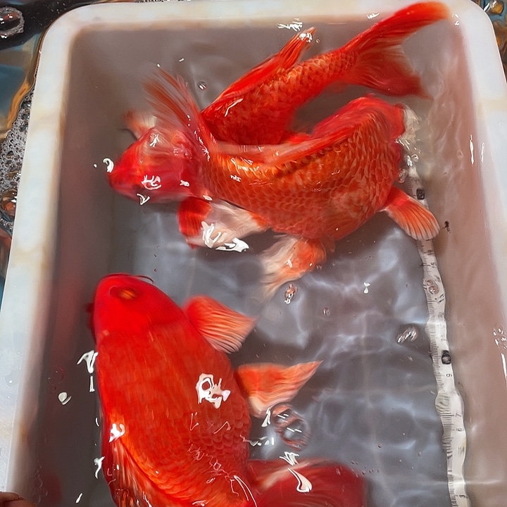 蝴蝶鲤鱼渔场直发60