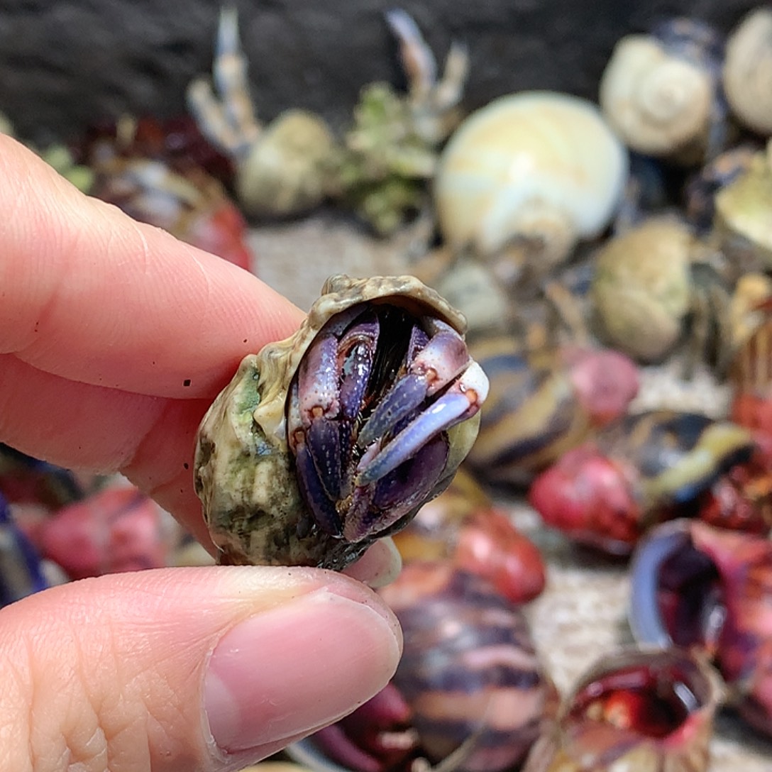 1.5口径奔跑的寄居蟹18号