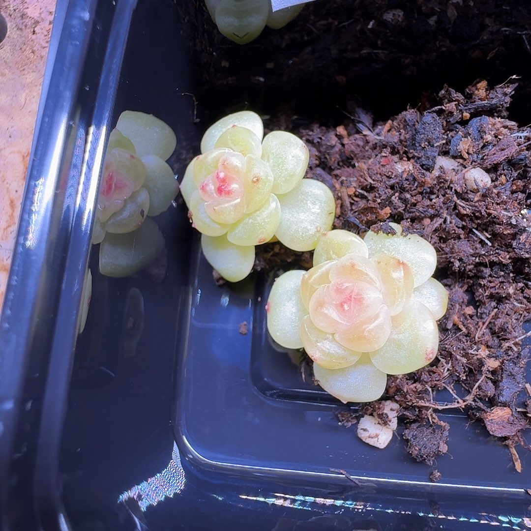 清涟 一组两颗 一物一拍