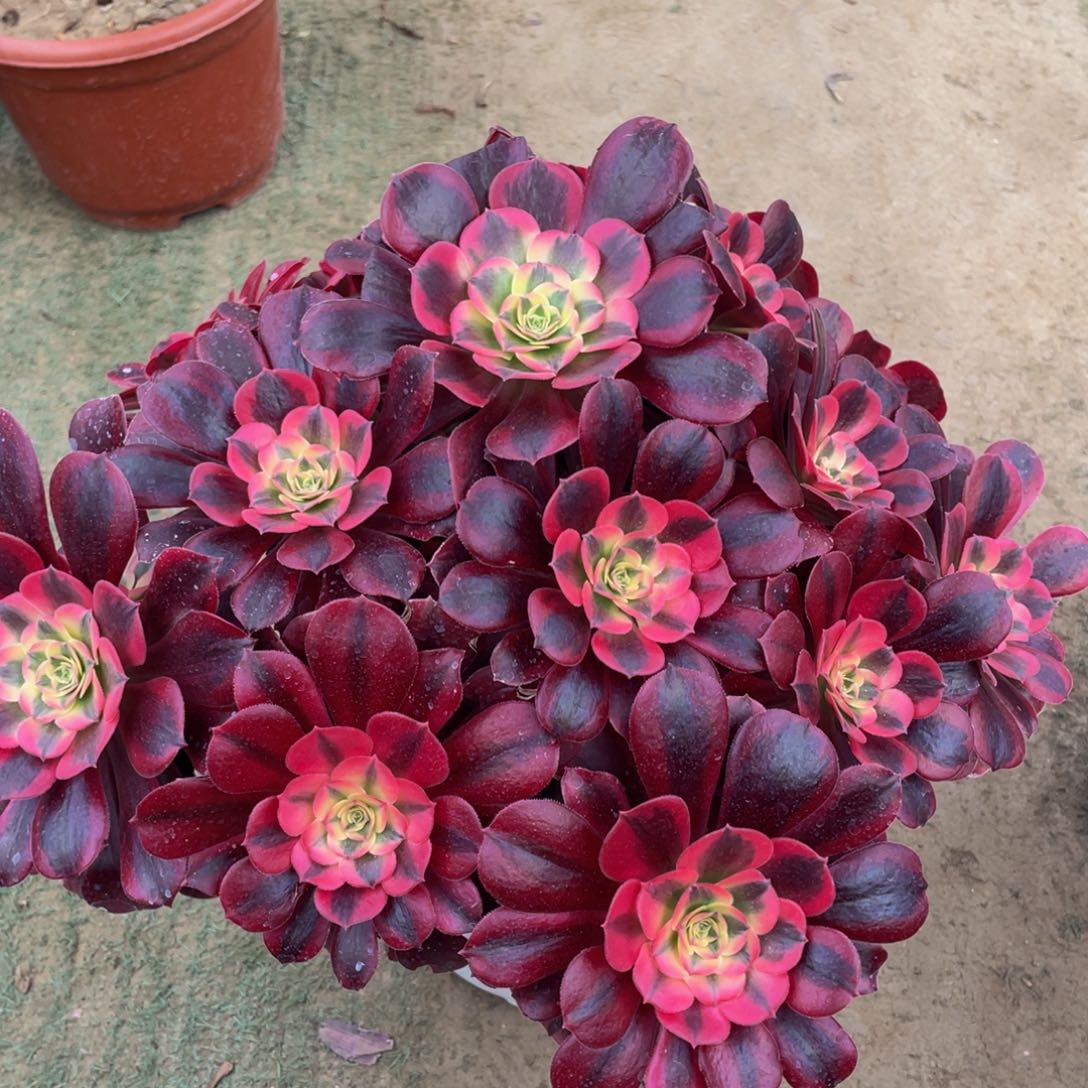 348美杜莎精品法师多肉