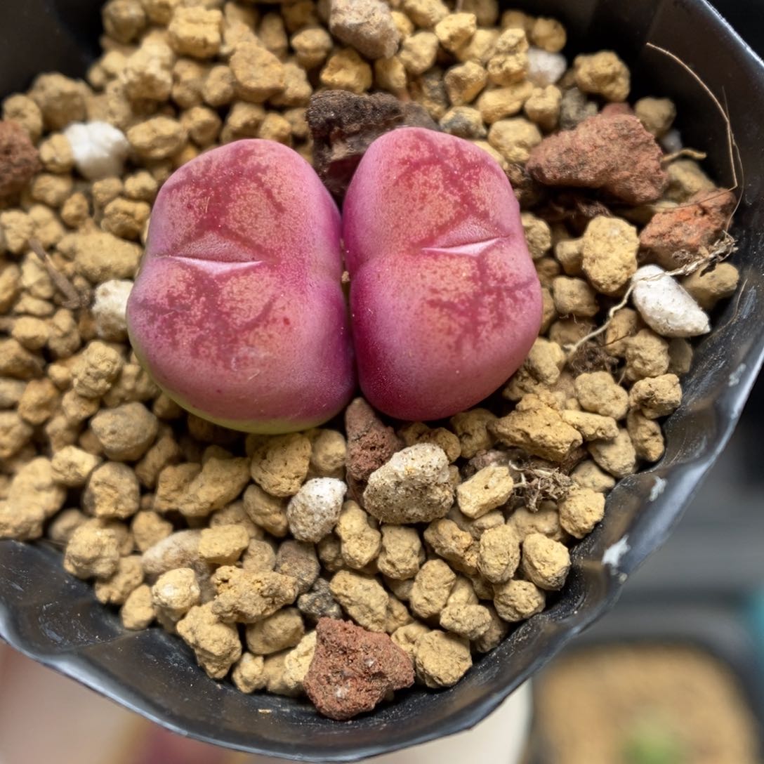 多肉植物肉锥杂交K-856（1.9）墨杂