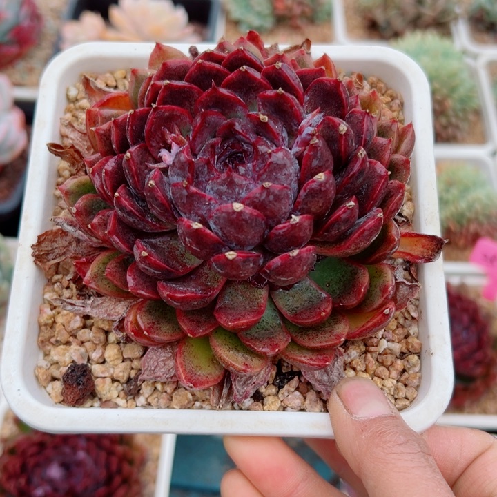 精品多肉植物老桩