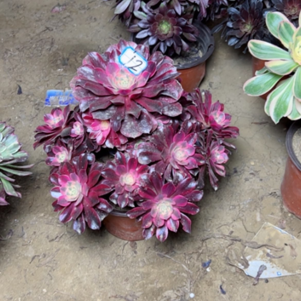 【闪购商品】多肉植物美杜莎12