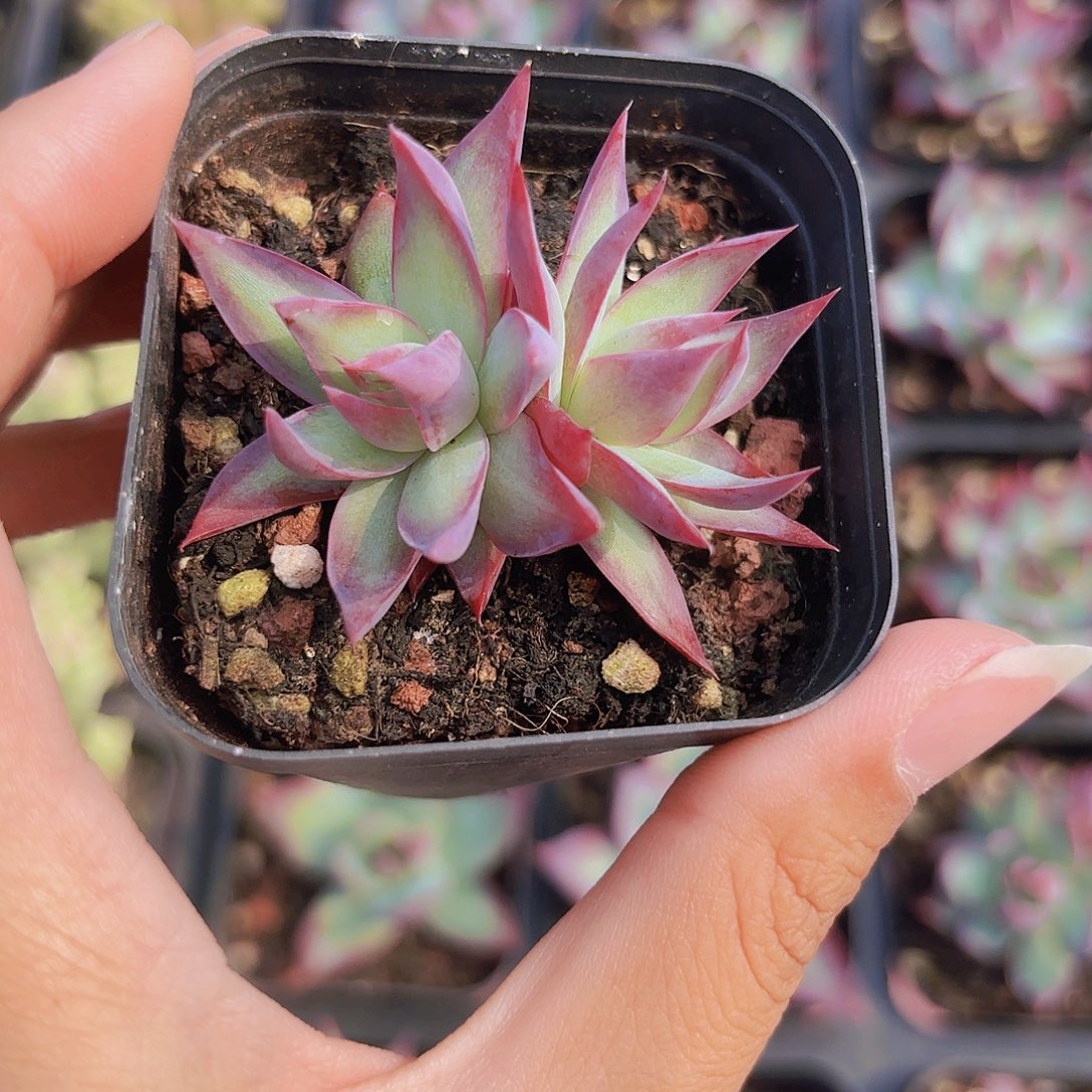 精品惊鸿仙子多肉植物