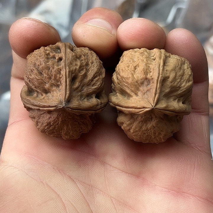 把件文玩核桃3号珊瑚纹三37尺