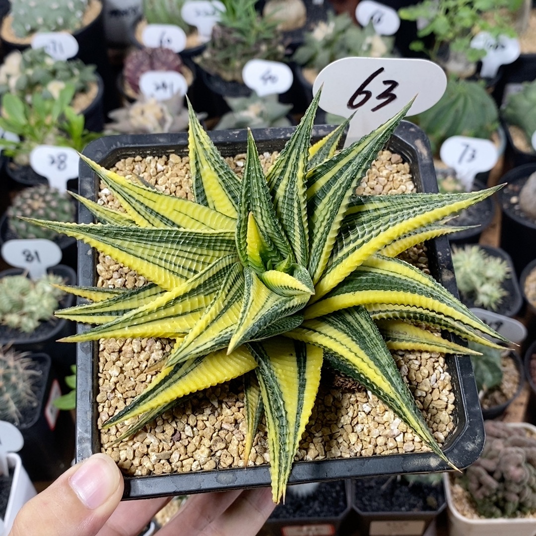 63号琉璃殿锦15cm