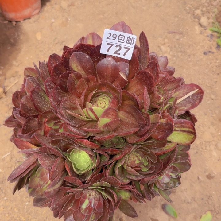 花月夜……多肉植物的