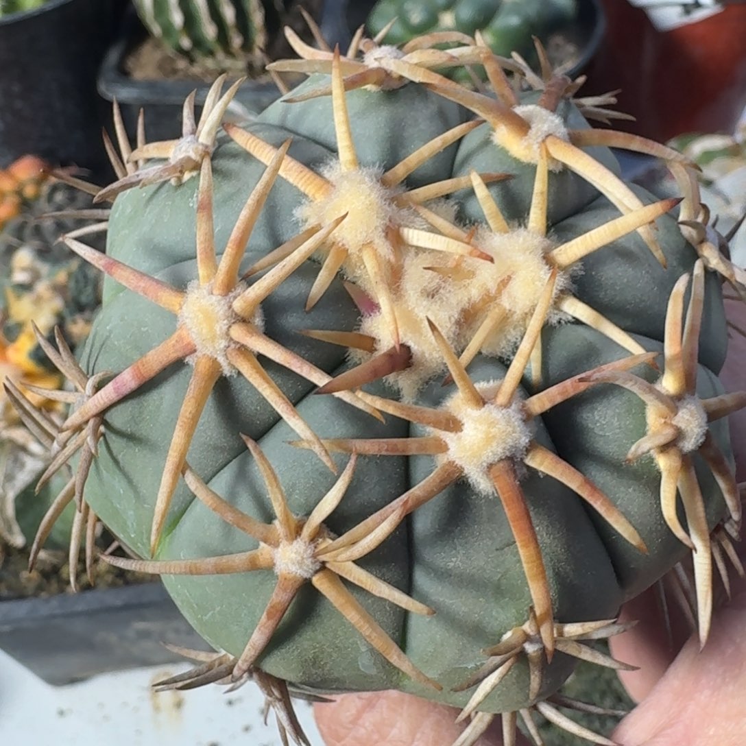 【闪购商品】苗接白刺翠屏815