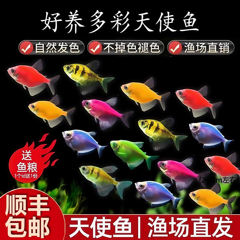 特大号天使鱼观赏鱼热带鱼群游懒人小型淡水好养耐活鱼苗孔雀斑马