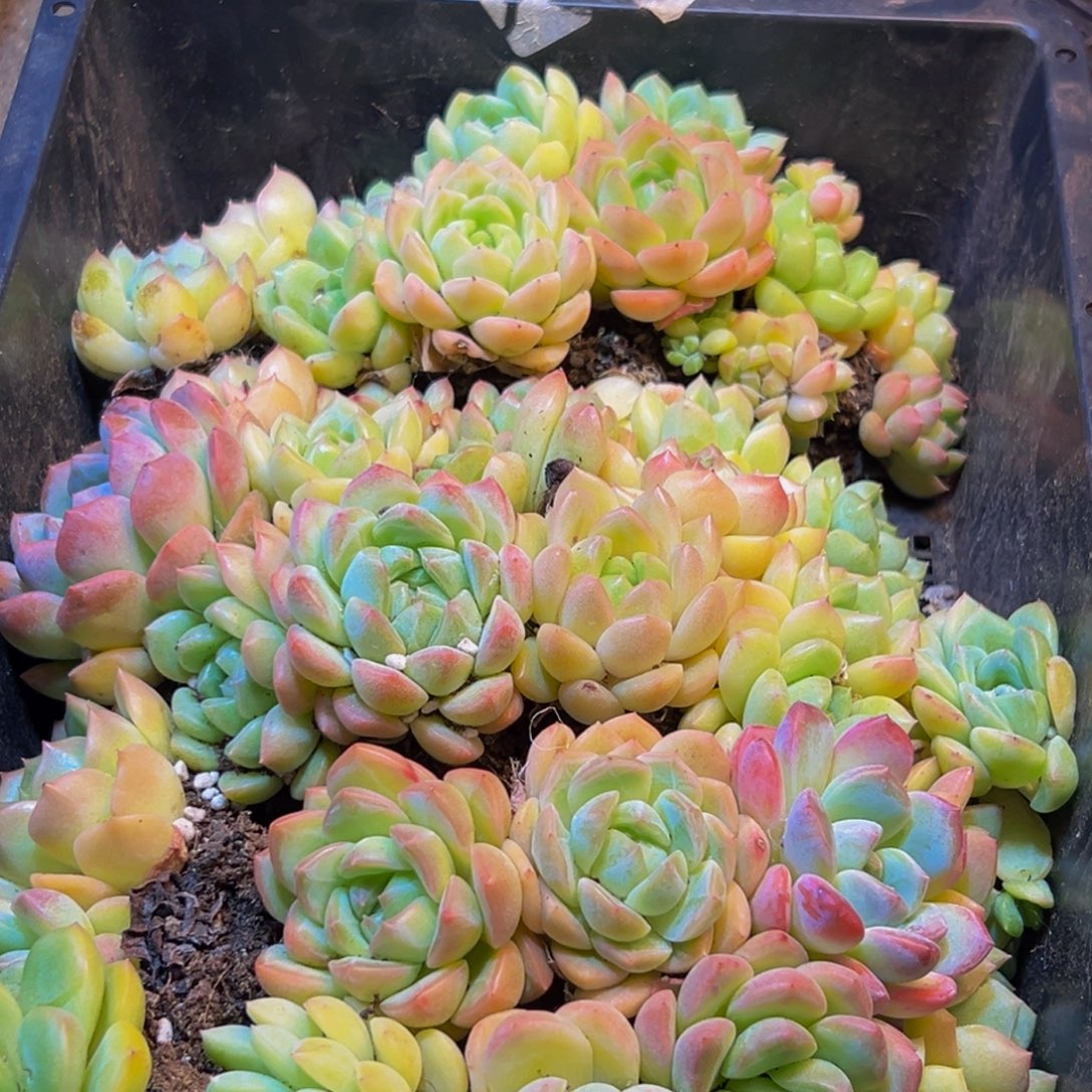 502多肉的小龙虾都w
