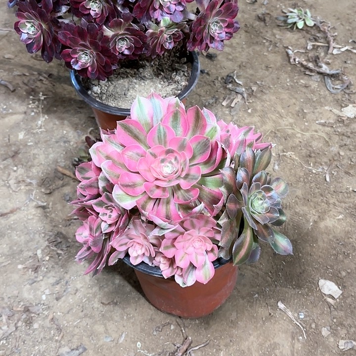 多肉植物粉女巫26