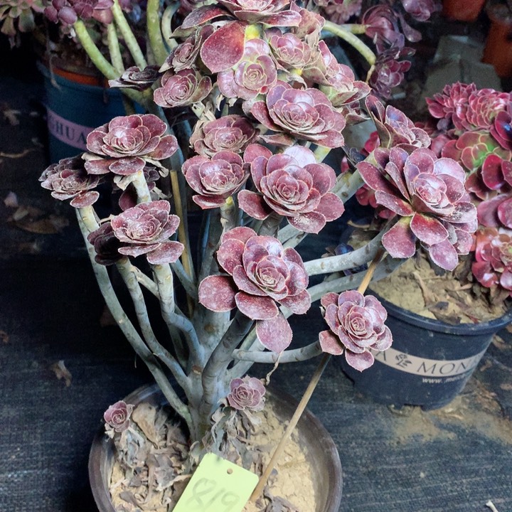 819玫瑰圆叶多肉一物一拍