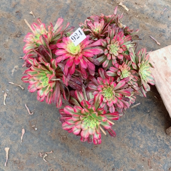 多肉植物美亚924