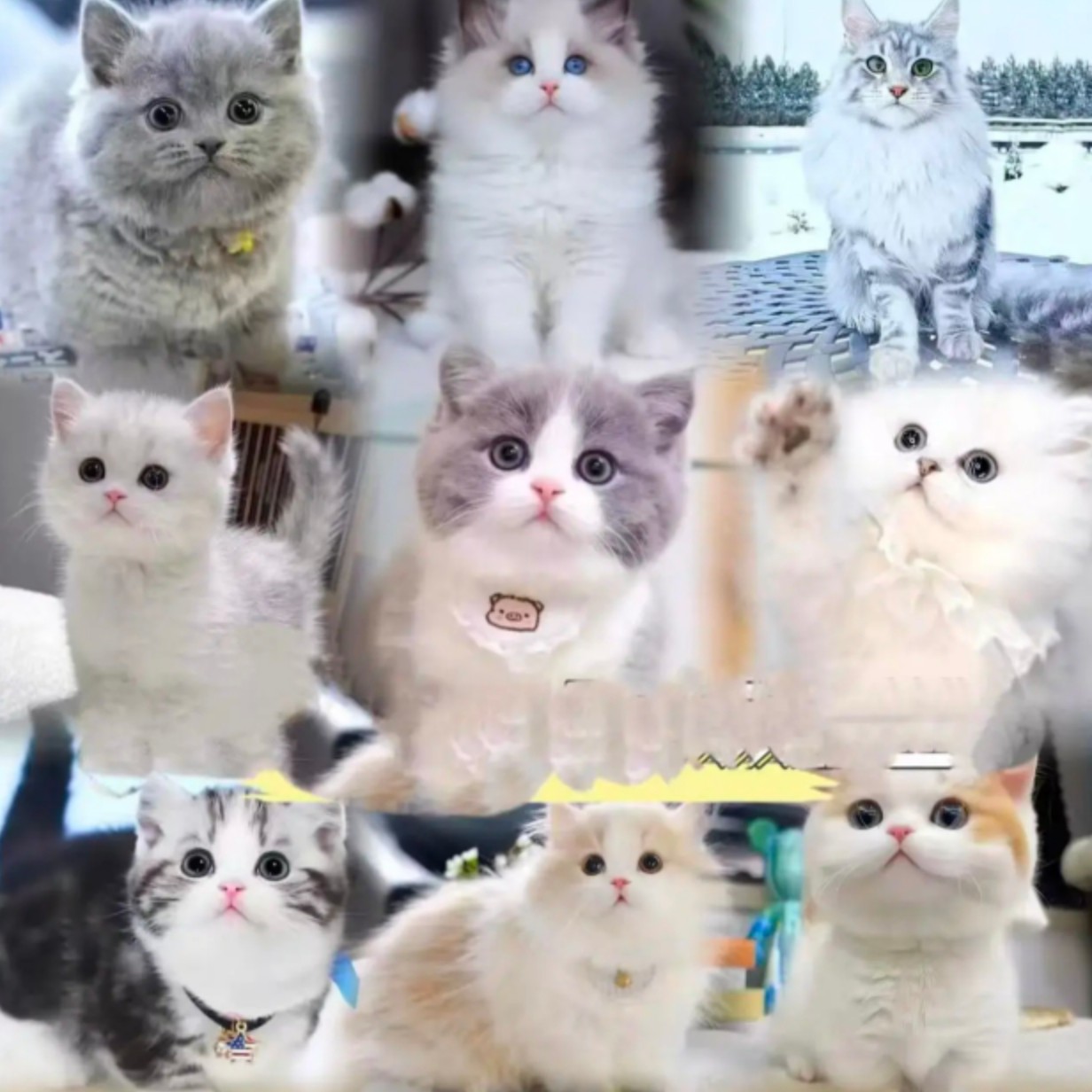 猫咪活体直播挑选专属链接