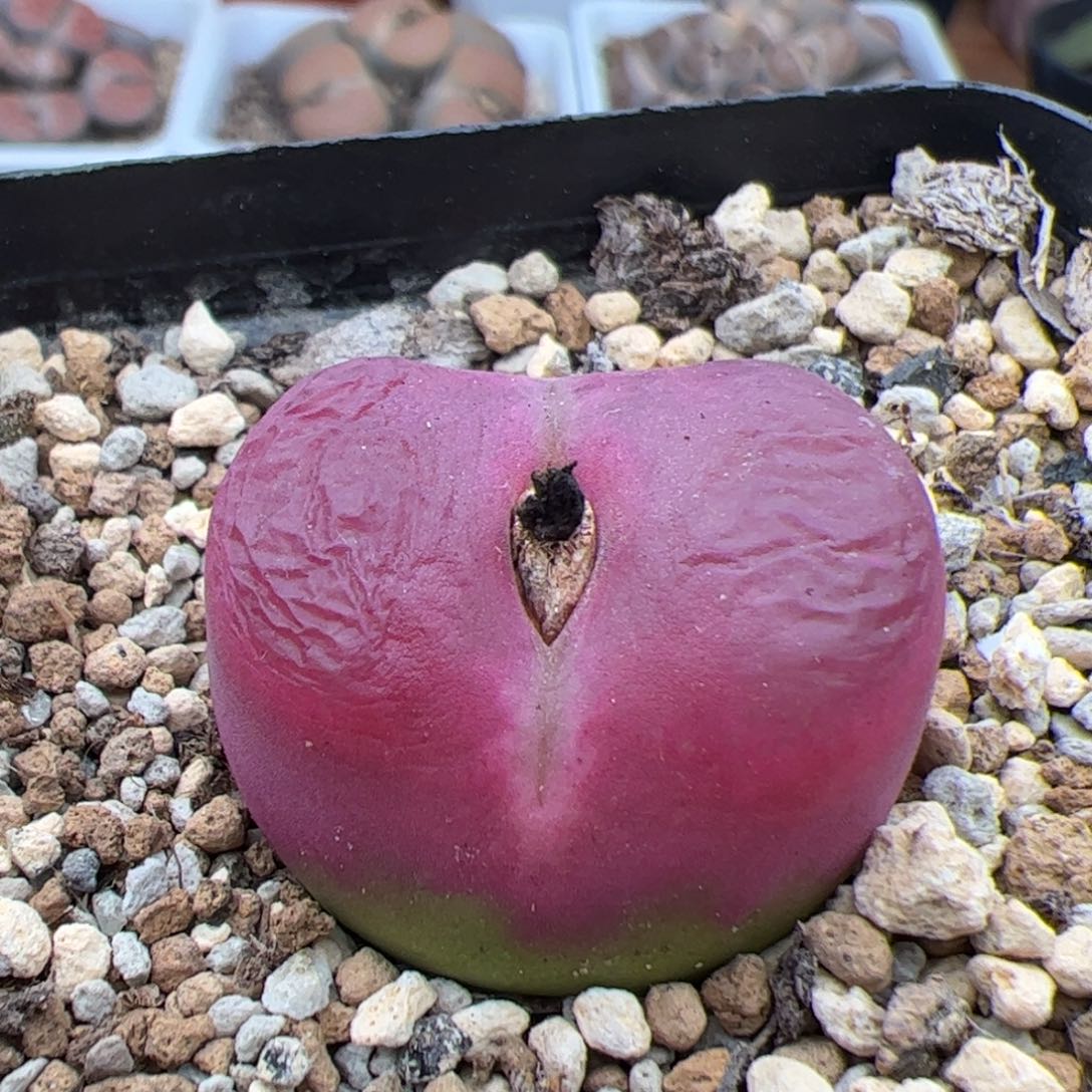 0696号毛 多肉植物