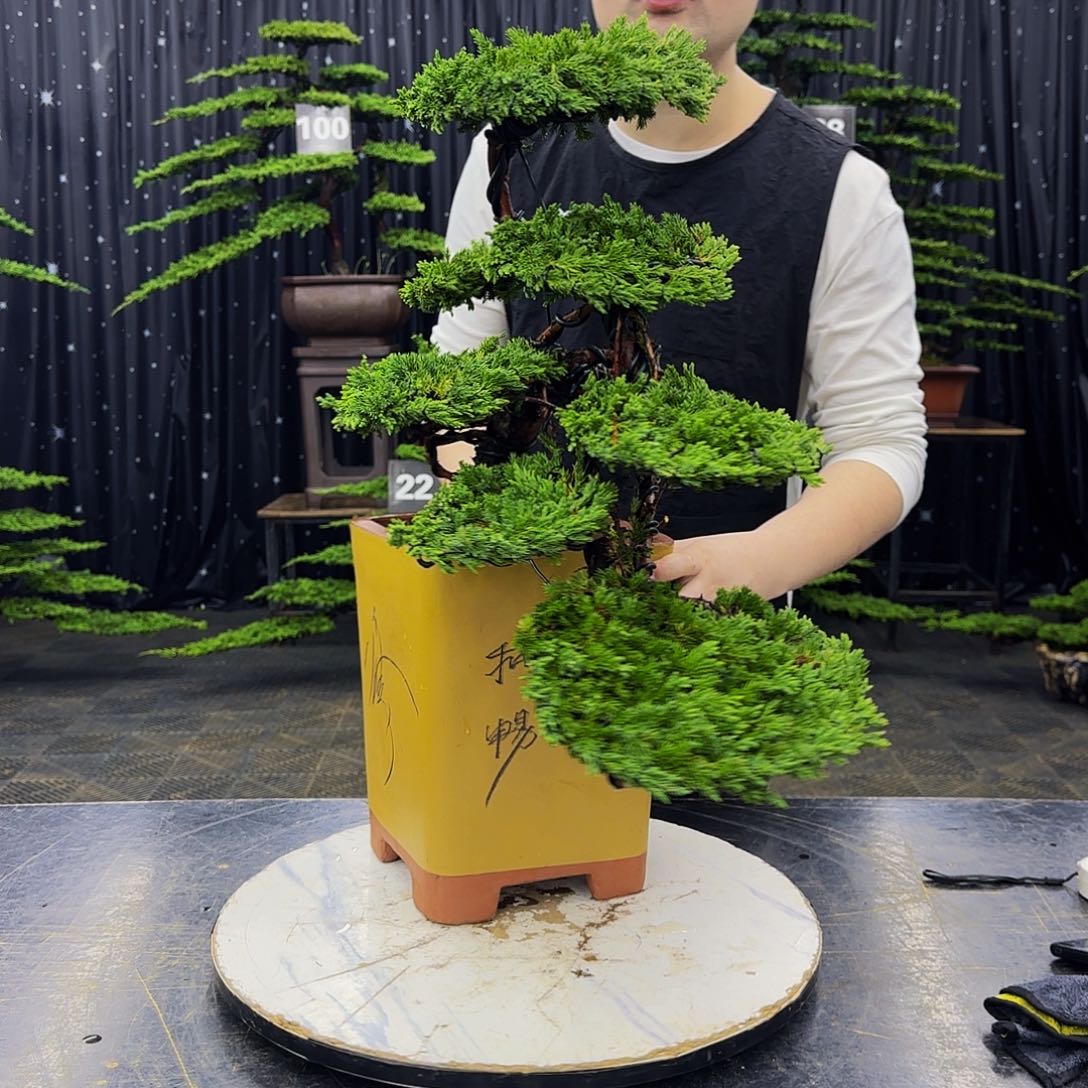 珍珠柏树造型盆景