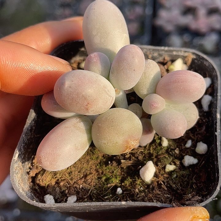 一物一拍满18包邮