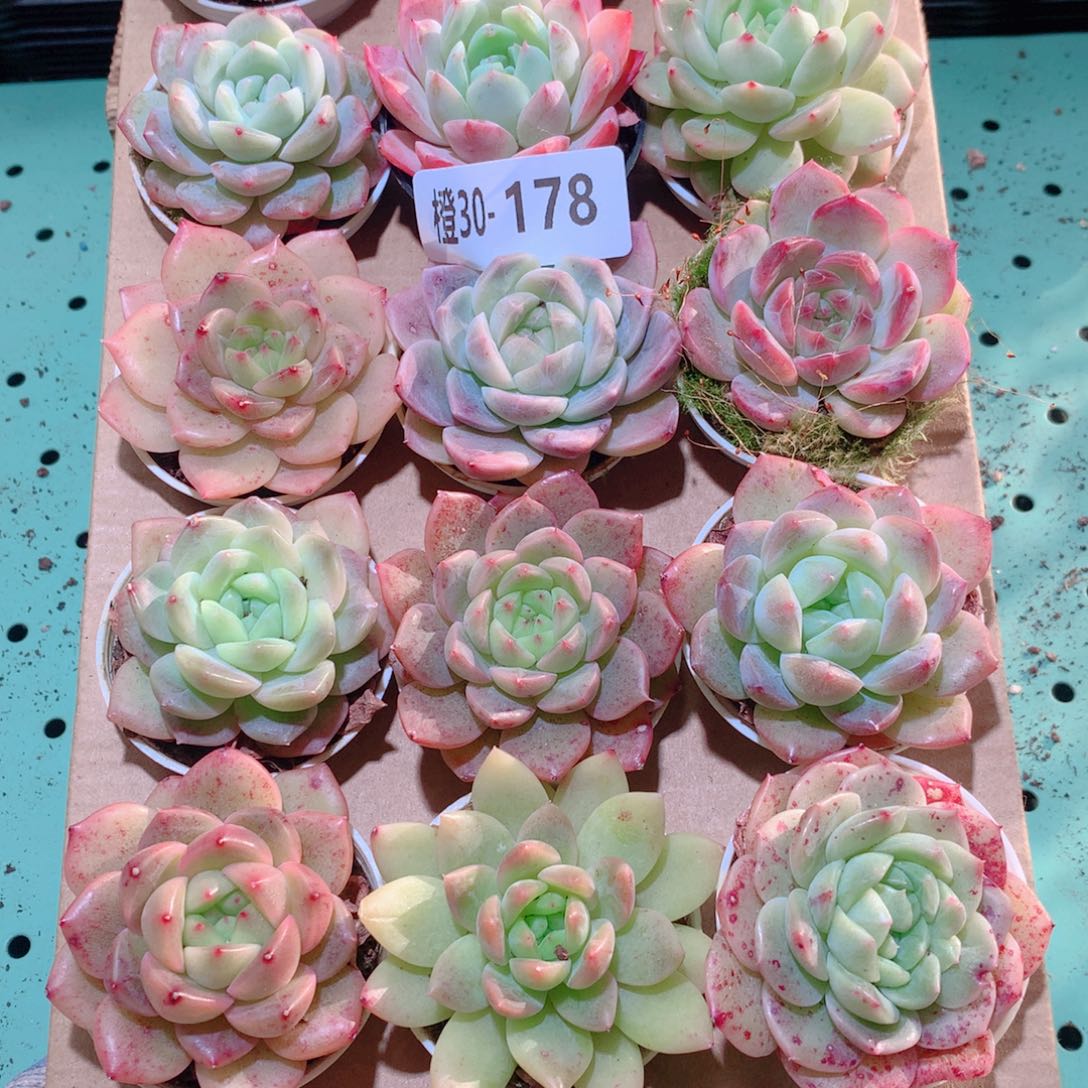 30-178一物一拍多肉带盆18颗