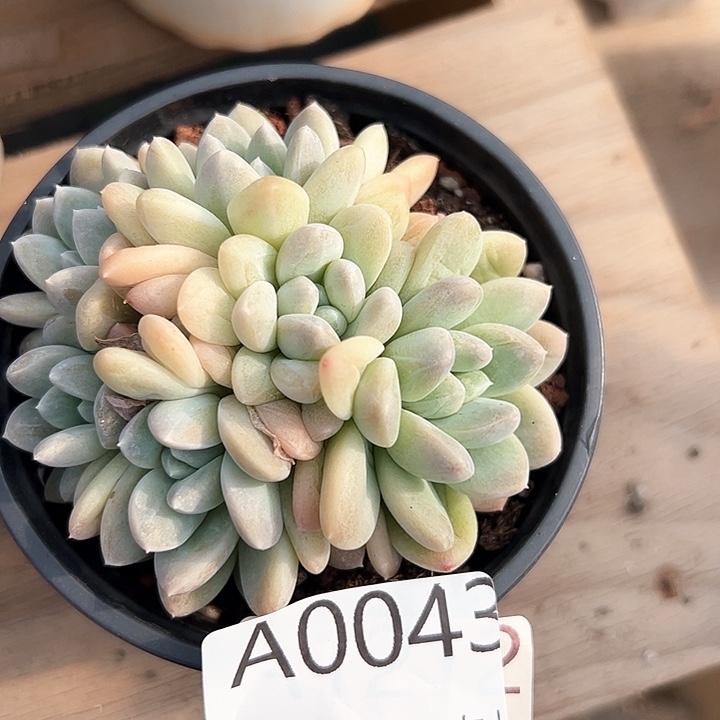 幸运的是我的朋友是我